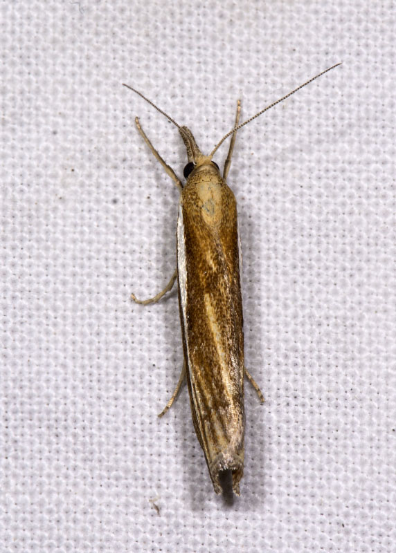 Crambidae: agriphila tristella